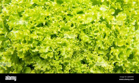 Green Background Of Organic Leafy Lettuce Vegetable Stock Photo Alamy