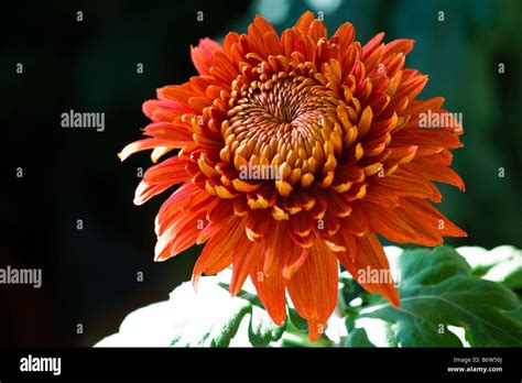 Chrysanthemum Hi Res Stock Photography And Images Alamy