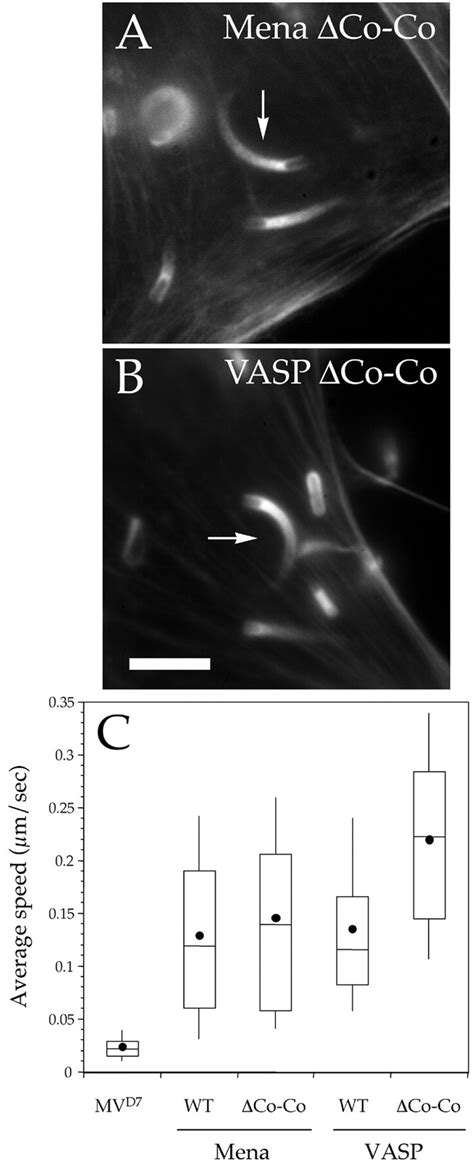 Contribution Of Ena Vasp Proteins To Intracellular Motility Oflisteria