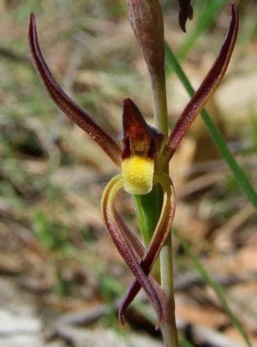 Lyperanthus Suaveolens Picturethis