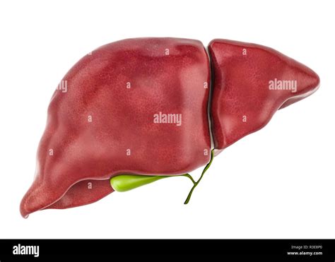 Estructura Del Higado Fotograf As E Im Genes De Alta Resoluci N Alamy