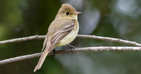 Western Flycatcher Overview, All About Birds, Cornell Lab of Ornithology