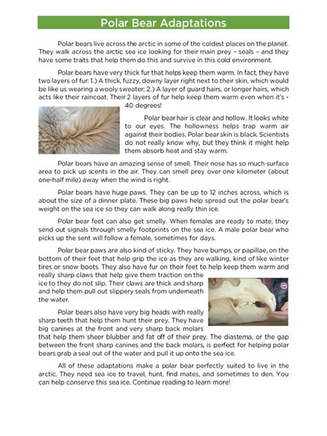 Polar Bear Adaptations | PDF