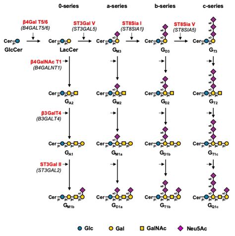 Biosynthesis Pathway For Gangliosides 2 Gangliosides Are Synthesized