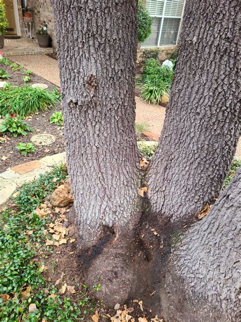 Five Common Tree Diseases In North Texas Tree Shepherds