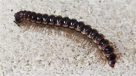 Oxidus Gracilis Greenhouse Millipede Oxidus Gracilis Bugguide Net