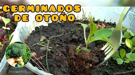 Preparando Huerta De Invierno Germinados Y Plantines Youtube