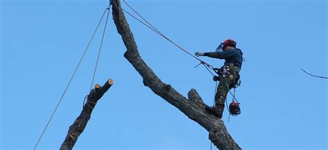 Services of Selective Cutting, Land Clearing, Shredding, Pruning and ...