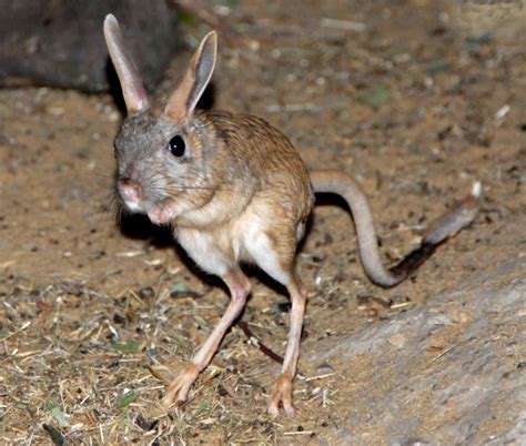 nano on Twitter O almiscareiro ou cervo almiscarado siberiano também