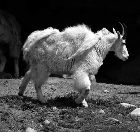 Mountain Goat Also Known As the Rocky Mountain Goat, Stock Image ...