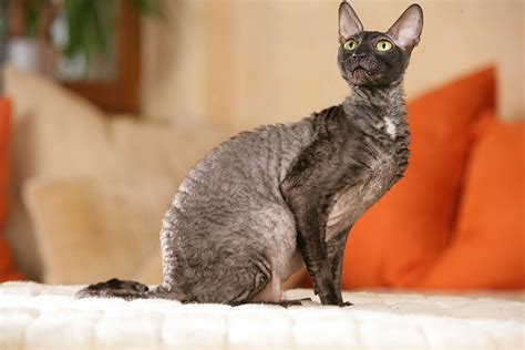 Cornish rex co musisz wiedzieć o tej rasie blog sklepu apetete