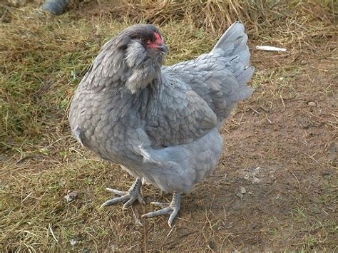Ameraucana Chicken Breed Information & Guide - Livestocking