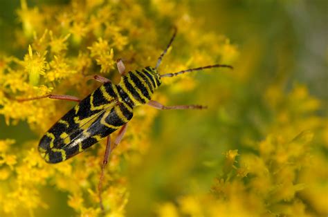 Black And Yellow Beetle Honeybees Wasps And This Big Beet Flickr