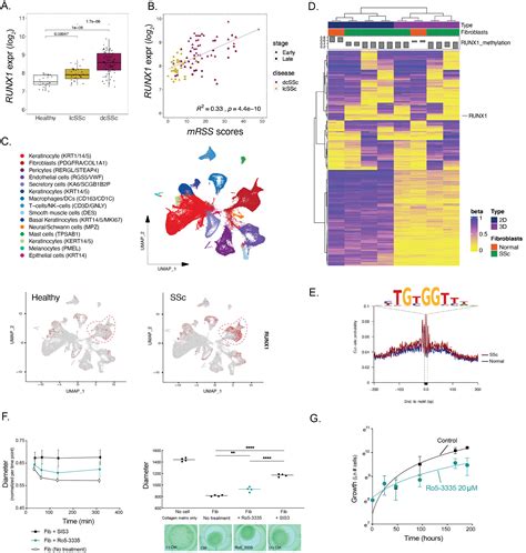 Runx Expression And Binding Site Accessibility Is Associated With