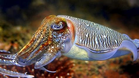 Cuttlefish – "OCEAN TREASURES" Memorial Library