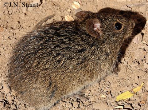 Hispid Cotton Rat Tennessee Wildlife Resources Agency