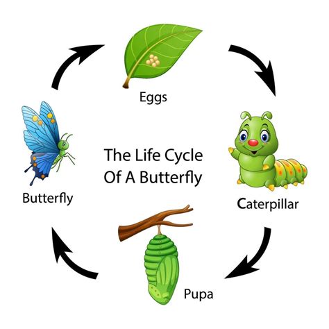 The life cycle of a butterfly 10228307 Vector Art at Vecteezy