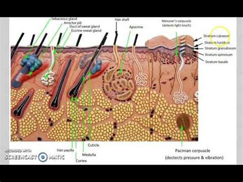 Anatomy Skin Model Dr Madden YouTube