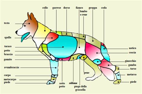 Il Cane Primo Soccorso Clinica Veterinaria Pavese Roma