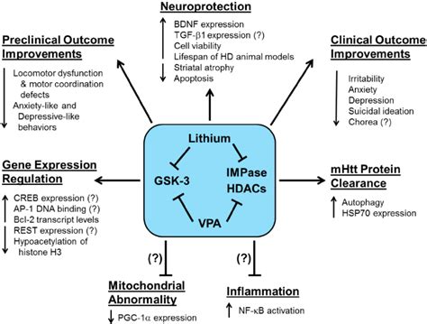 The Preclinical And Clinical Effects Of Lithium And Valproic Acid Vpa Download Scientific