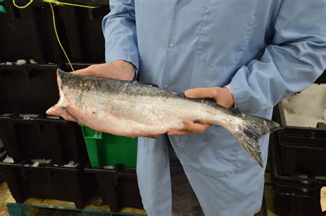 First Catch of the Season – Copper River Salmon - Fresh Midwest