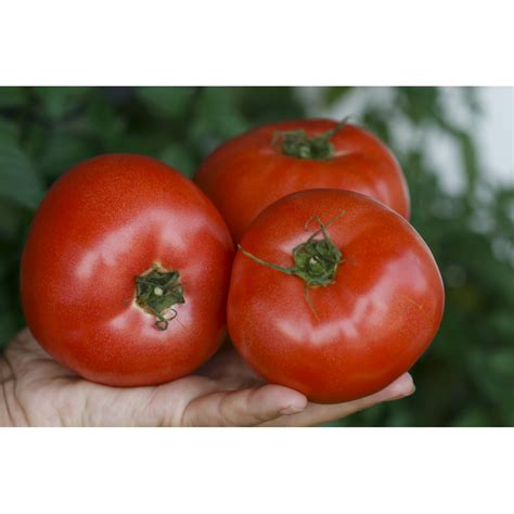 Seminte Profesionale Rijk Zwaan Tomate Esmira F Sem Agronomo