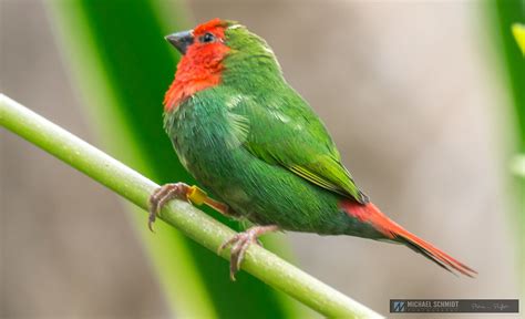 Red Throated Parrotfinch Erythrura Psittacea Photo Call And Song