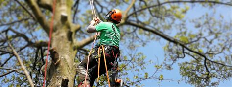 Sharps Tree Services Ltd Tree Surgeon Sheffield