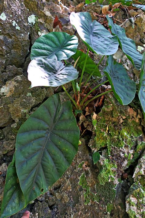 Alocasia Clypeolata Araceae Image At Phytoimages Siu Edu