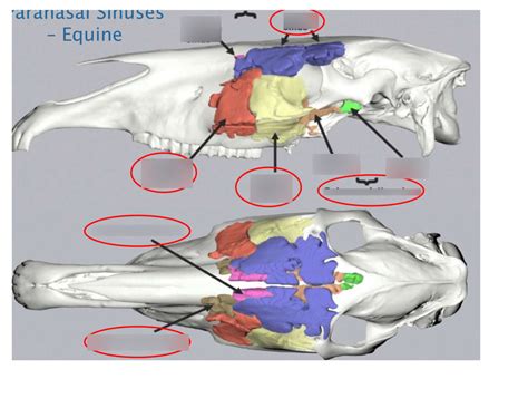 Anatomy Equine Paranasal Sinuses Diagram Quizlet