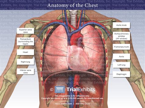 Anatomy Of The Chest Trialquest Inc