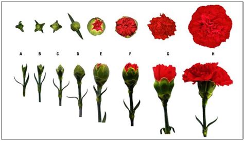 Phenology Analysis Growing And Degree Days Of Flower Bud Growth In