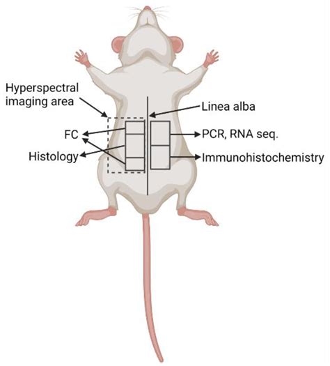 Biomedicines Free Full Text Molecular And Cellular Markers In