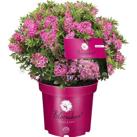 Zwerg Rhododendron Bloombux Magenta Höhe ca 20 30 cm Topf ca 2 l