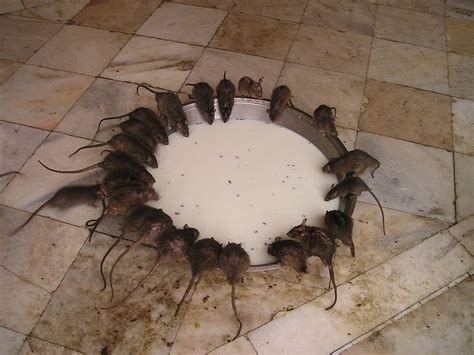 India Temple Rats Drinking Milk