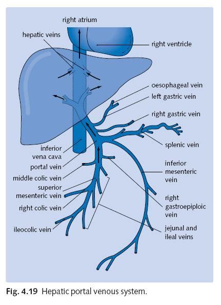 Portal Vein 네이버 블로그