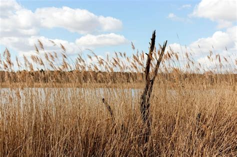 Premium Photo Grass On Field Against Sky