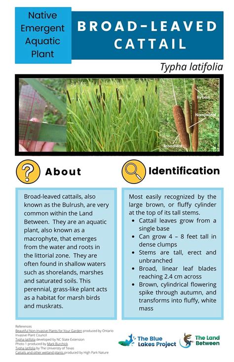 Aquatic Invasive Species – The Blue Lakes Program