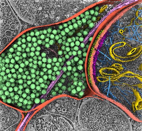 IsoNet - Isotropic Reconstruction For Electron Tomography