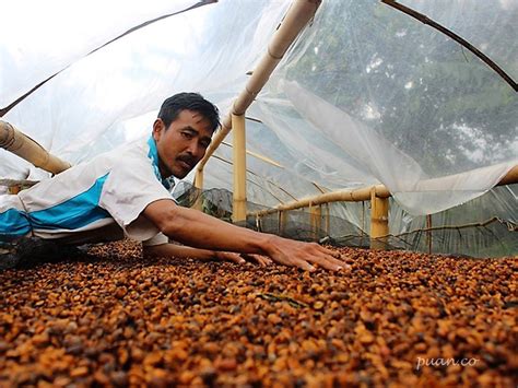 Tiga Hari Selusur Kopi Konservasi Majalah Perbincangan Perempuan