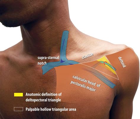 Deltopectoral Triangle