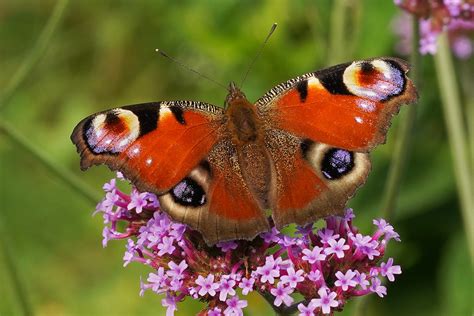 Paon Du Jour Aglais Io Le Jardin Des Oiseaux