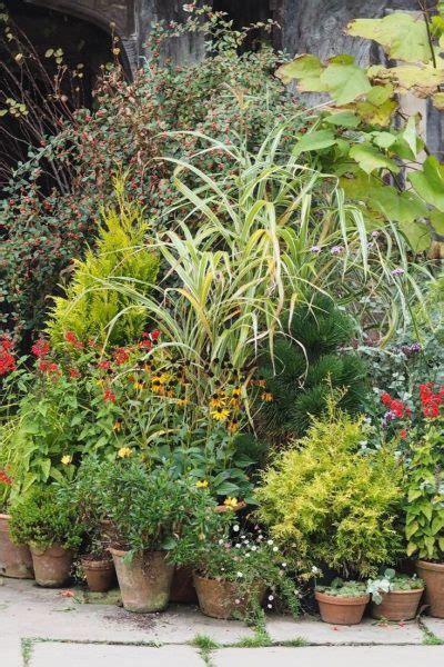 10 Easy Care Evergreen Pots For Year Round Impact The Middle Sized Garden Gardening Blog