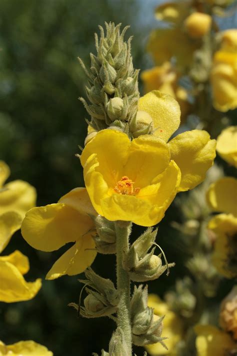 Evening Primrose Flower Plant Free Photo On Pixabay Pixabay