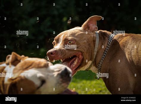 Pitbull Dogs Fighting