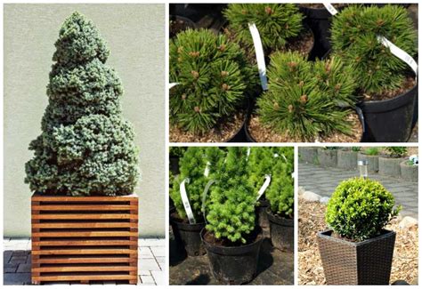 Indoor Potted Evergreen Trees - e-nirmala