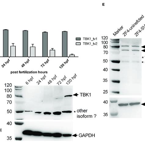 Pdf Tank Binding Kinase 1 Tbk1 Isoforms Negatively Regulate Type I