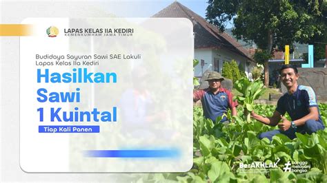 Budidaya Sayuran Sawi SAE Lakuli Lapas Kelas IIA Kediri Hasilkan 1