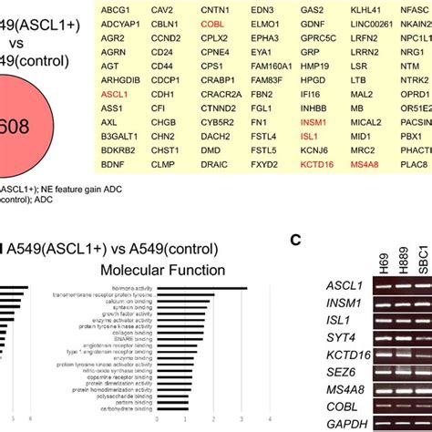 Expression Levels Of Ascl And Insm Isl Syt Kctd Sez Ms A