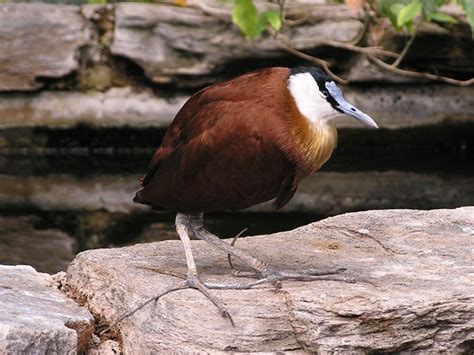 Actophilornis Africana African Jacana In Tierpark Berlin